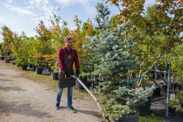 Best Tree Trimming and Pruning  in Mineola, TX